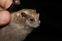 Chiroderma villosum