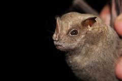 Chiroderma villosum