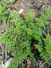 Galium aparine