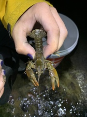 Lacunicambarus thomai