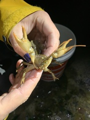 Lacunicambarus thomai