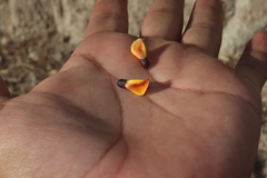 Platymiscium trifoliolatum