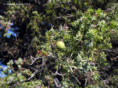 Juniperus oxycedrus