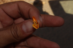 Platymiscium trifoliolatum