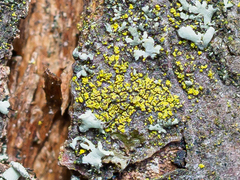 Candelariella reflexa