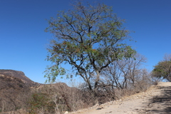 Platymiscium trifoliolatum