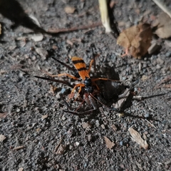 Sphictostethus striatulus