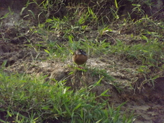 Amazonetta brasiliensis