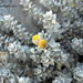 Cottonweed - Photo (c) Stefano Doglio, some rights reserved (CC BY-NC), uploaded by Stefano Doglio