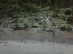 Amazonetta brasiliensis