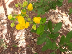 Senna rugosa