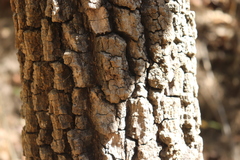 Platymiscium trifoliolatum