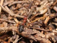 Formica integroides