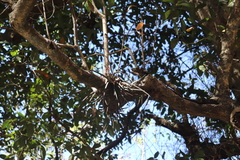 Trichocentrum cebolleta