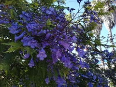 Jacaranda copaia
