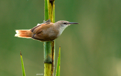 Limnoctites rectirostris