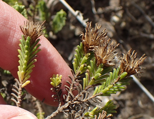 Image of Oedera uniflora by (c) Nicola van Berkel, some rights reserved (CC BY-SA)