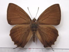 Favonius yuasai