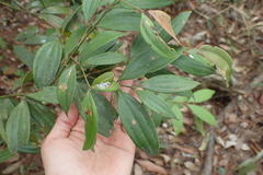 Cinnamomum subavenium
