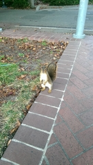 Sciurus niger