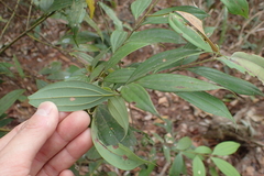 Cinnamomum subavenium