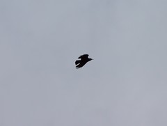 Pyrrhocorax pyrrhocorax