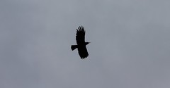 Pyrrhocorax pyrrhocorax
