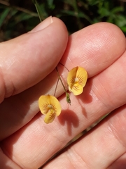 Aeschynomene paniculata