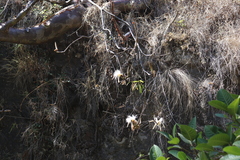 Pseudobombax palmeri