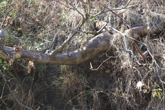 Pseudobombax palmeri