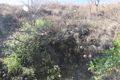 Pseudobombax palmeri