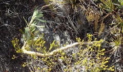 Adromischus caryophyllaceus