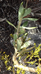 Adromischus caryophyllaceus