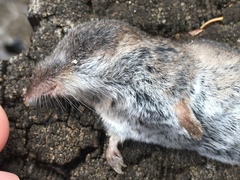 Sorex vagrans
