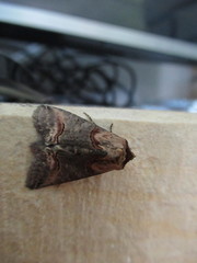 Abrostola asclepiadis