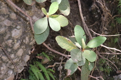 Clethra rosei