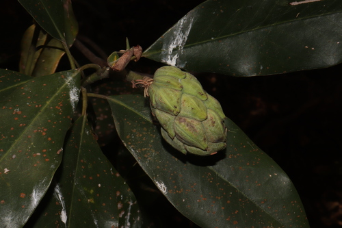 Magnolia pugana, photograph 6