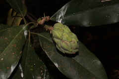 Magnolia pugana
