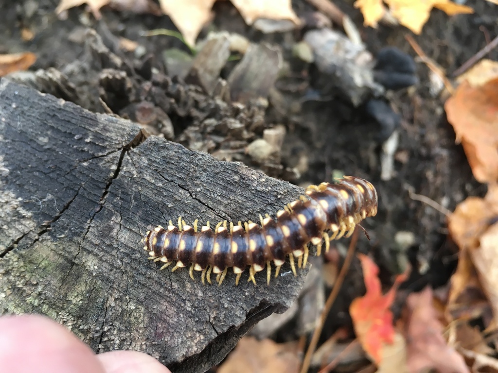 Arthrophaga
