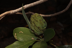Magnolia pugana