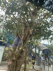 Ficus