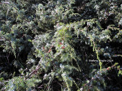 Juniperus oxycedrus