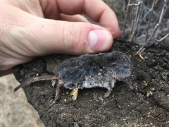 Sorex vagrans