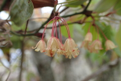 Smilax elongatoumbellata