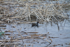 Gallinula chloropus