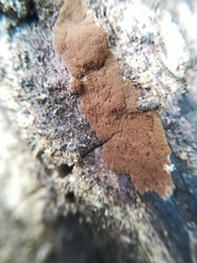 Hymenochaete cinnamomea