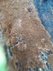 Hymenochaete cinnamomea