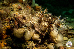 Polycitor adriaticus