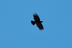 Pyrrhocorax pyrrhocorax