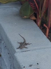 Sceloporus occidentalis